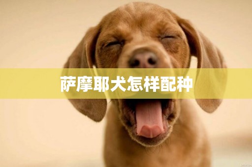 薩摩耶犬怎樣配種