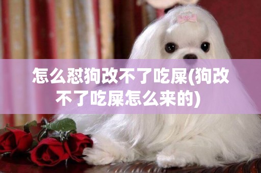 怎么懟狗改不了吃屎(狗改不了吃屎怎么來的) 