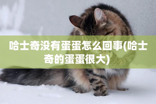 哈士奇沒有蛋蛋怎么回事(哈士奇的蛋蛋很大) 