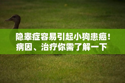 隱睪癥容易引起小狗患癌！病因、治療你需了解一下 
