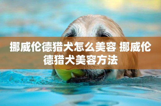 挪威倫德獵犬怎么美容 挪威倫德獵犬美容方法