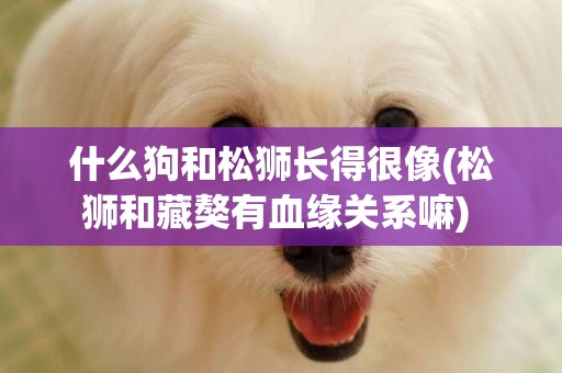 什么狗和松獅長得很像(松獅和藏獒有血緣關系嘛) 