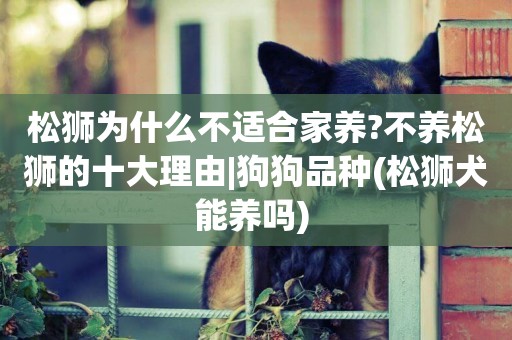 松獅為什么不適合家養?不養松獅的十大理由|狗狗品種(松獅犬能養嗎) 