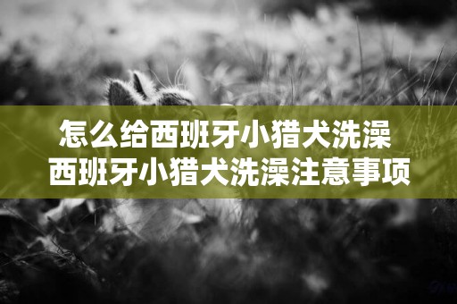 怎么給西班牙小獵犬洗澡 西班牙小獵犬洗澡注意事項