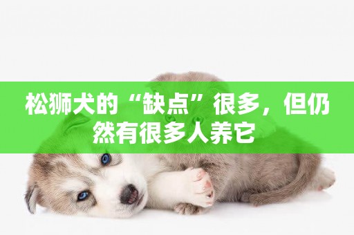 松獅犬的“缺點”很多，但仍然有很多人養它 