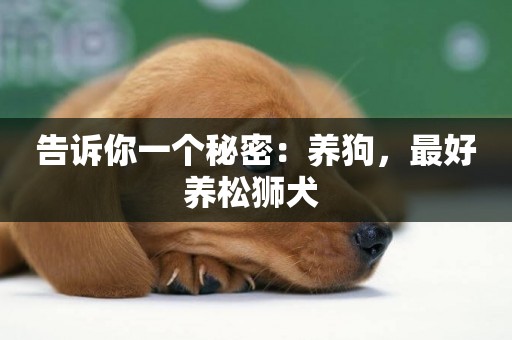 告訴你一個秘密：養狗，最好養松獅犬 