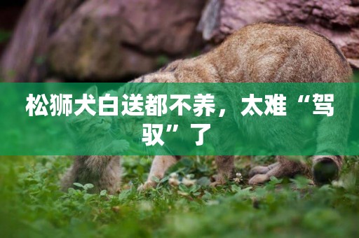 松獅犬白送都不養，太難“駕馭”了 