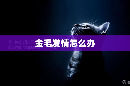 金毛發情怎么辦