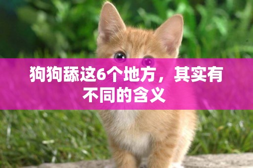 狗狗舔這6個地方，其實有不同的含義 