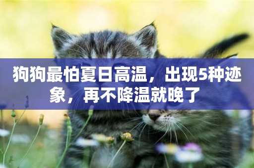 狗狗最怕夏日高溫，出現5種跡象，再不降溫就晚了 