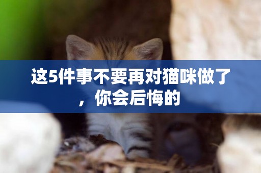 這5件事不要再對貓咪做了，你會后悔的 