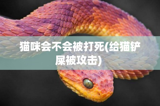 貓咪會不會被打死(給貓鏟屎被攻擊) 