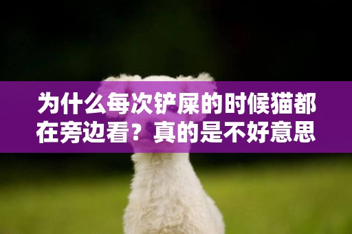 為什么每次鏟屎的時候貓都在旁邊看？真的是不好意思？ 