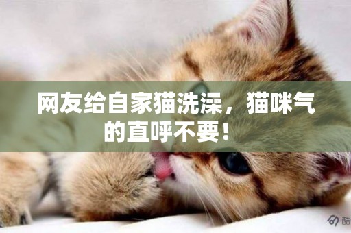 網友給自家貓洗澡，貓咪氣的直呼不要！ 