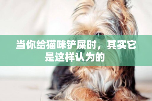 當你給貓咪鏟屎時，其實它是這樣認為的 