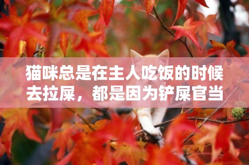 貓咪總是在主人吃飯的時候去拉屎，都是因為鏟屎官當著它面做這事 