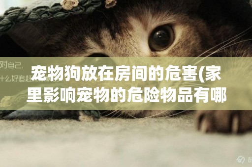 寵物狗放在房間的危害(家里影響寵物的危險物品有哪些) 