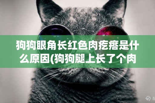 狗狗眼角長紅色肉疙瘩是什么原因(狗狗腿上長了個肉疙瘩) 