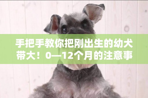 手把手教你把剛出生的幼犬帶大！0—12個月的注意事項 