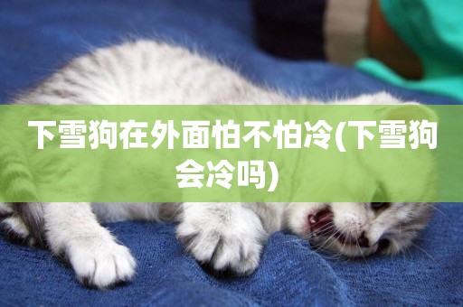 下雪狗在外面怕不怕冷(下雪狗會冷嗎) 