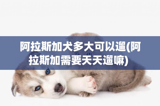 阿拉斯加犬多大可以遛(阿拉斯加需要天天遛嘛) 
