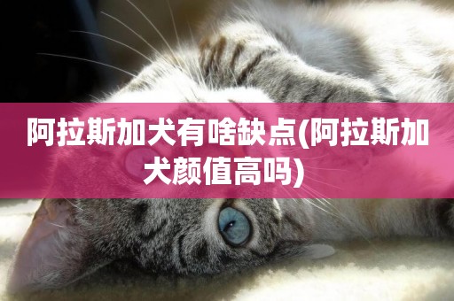 阿拉斯加犬有啥缺點(阿拉斯加犬顏值高嗎) 