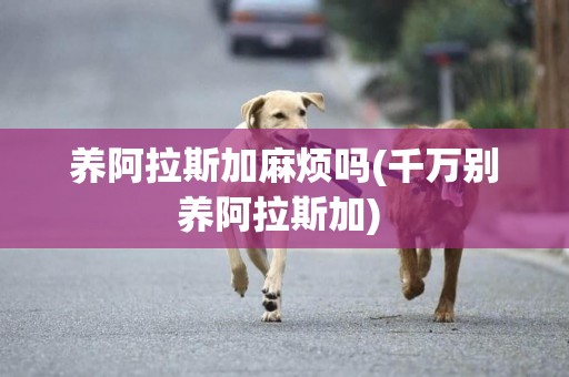 養阿拉斯加麻煩嗎(千萬別養阿拉斯加) 