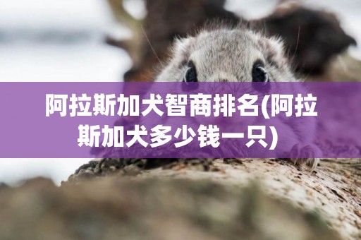 阿拉斯加犬智商排名(阿拉斯加犬多少錢一只) 