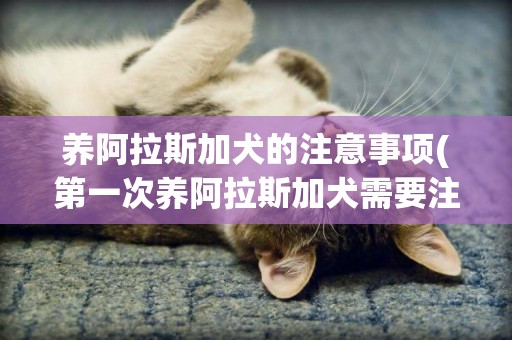 養阿拉斯加犬的注意事項(第一次養阿拉斯加犬需要注意什么) 