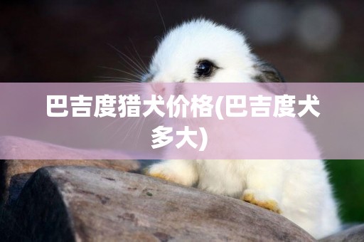 巴吉度獵犬價格(巴吉度犬多大) 