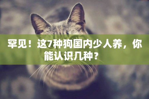 罕見！這7種狗國內少人養，你能認識幾種？ 