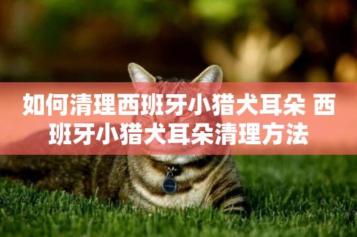 如何清理西班牙小獵犬耳朵 西班牙小獵犬耳朵清理方法