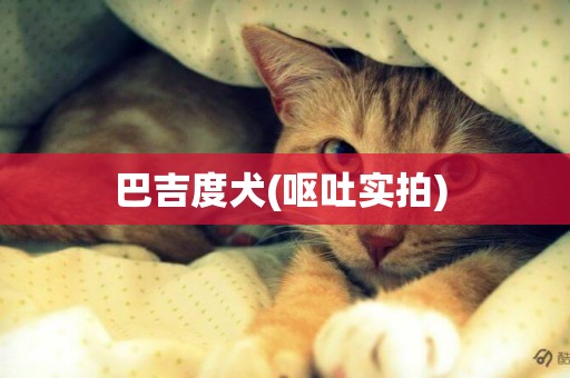 巴吉度犬(嘔吐實拍) 