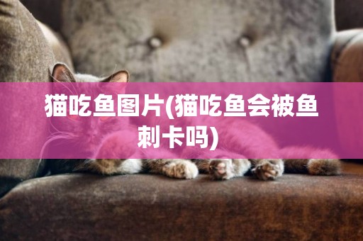 貓吃魚圖片(貓吃魚會被魚刺卡嗎) 