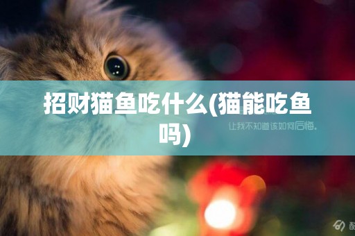 招財貓魚吃什么(貓能吃魚嗎) 