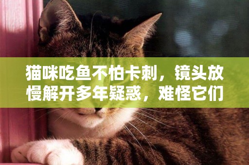 貓咪吃魚不怕卡刺，鏡頭放慢解開多年疑惑，難怪它們喜歡吃魚呢 