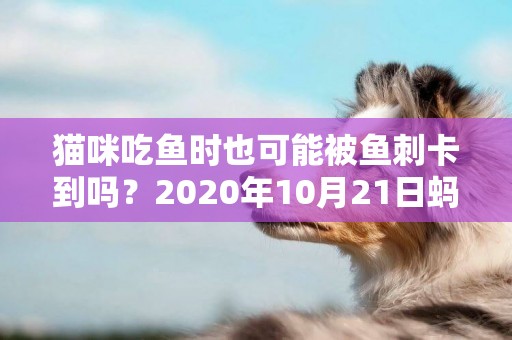 貓咪吃魚時也可能被魚刺卡到嗎？2020年10月21日螞蟻莊園今日答案 