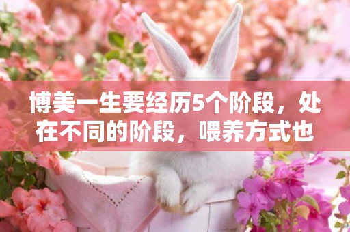 博美一生要經歷5個階段，處在不同的階段，喂養方式也不同 