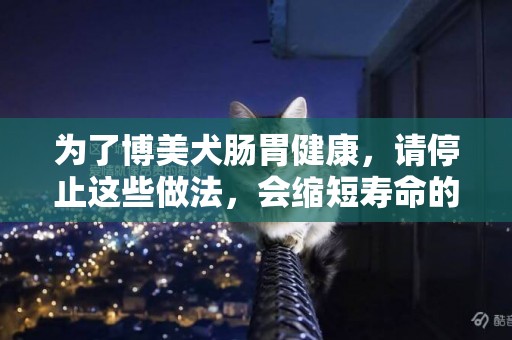 為了博美犬腸胃健康，請停止這些做法，會縮短壽命的 