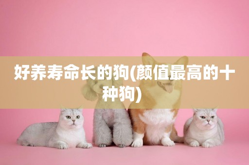 好養壽命長的狗(顏值最高的十種狗) 
