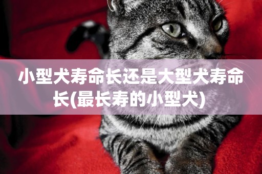 小型犬壽命長還是大型犬壽命長(最長壽的小型犬) 