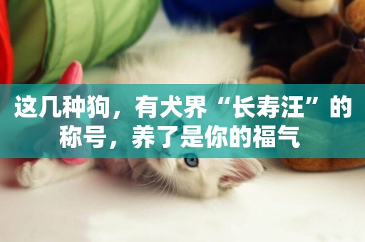 這幾種狗，有犬界“長壽汪”的稱號，養了是你的福氣 