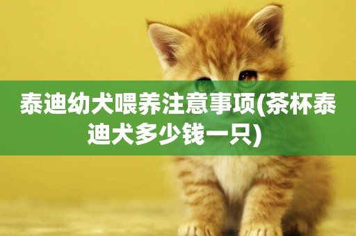 泰迪幼犬喂養注意事項(茶杯泰迪犬多少錢一只) 