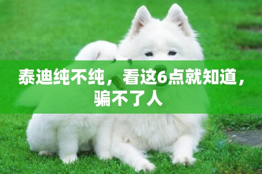 泰迪純不純，看這6點就知道，騙不了人 