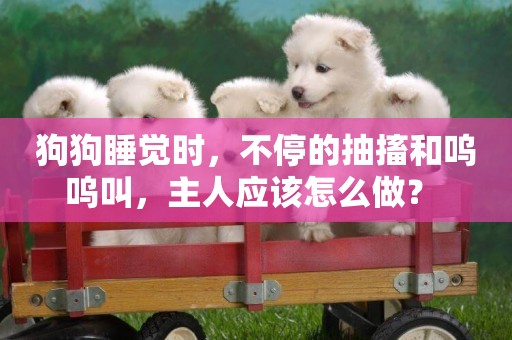 狗狗睡覺時，不停的抽搐和嗚嗚叫，主人應該怎么做？ 
