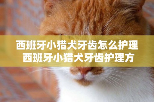 西班牙小獵犬牙齒怎么護理 西班牙小獵犬牙齒護理方法