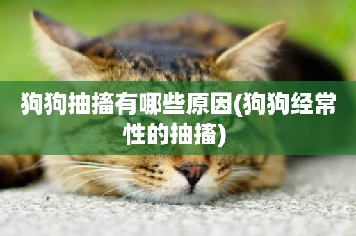 狗狗抽搐有哪些原因(狗狗經常性的抽搐) 