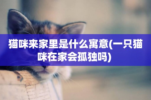 貓咪來家里是什么寓意(一只貓咪在家會孤獨嗎) 