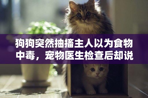 狗狗突然抽搐主人以為食物中毒，寵物醫生檢查后卻說另有原因 