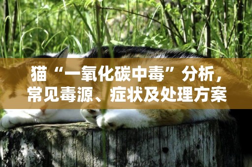 貓“一氧化碳中毒”分析，常見毒源、癥狀及處理方案，貓奴需了解 